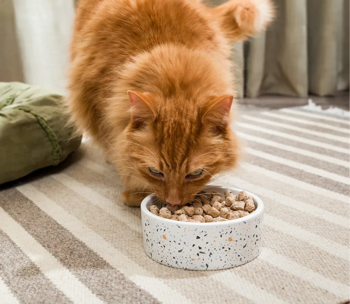 Chicken & Salmon Freeze Dried Raw Morsels for Cats