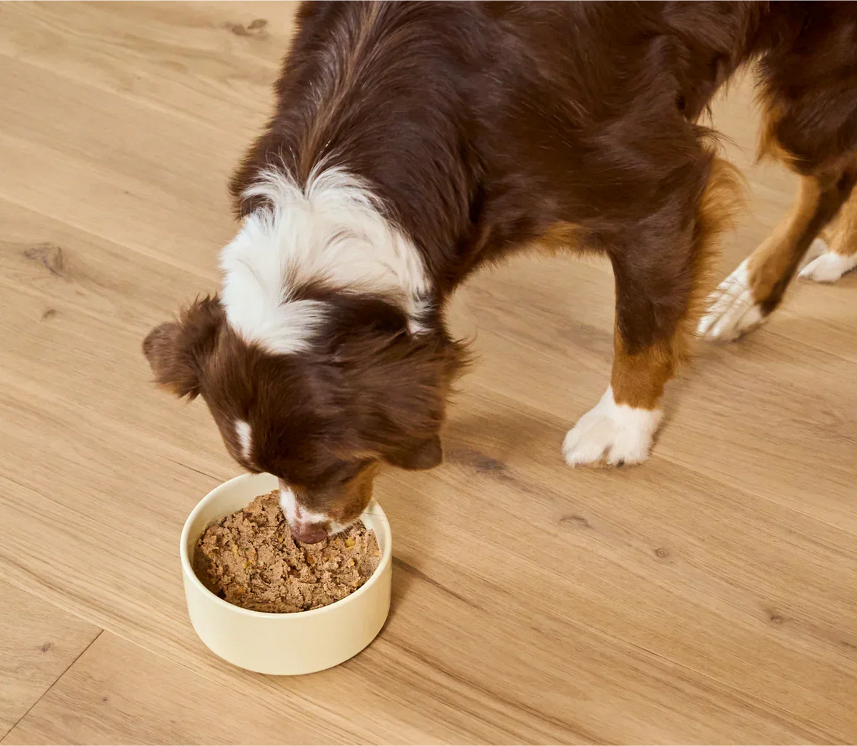 Kind Earth Plant Pâté with Ancient Grains for Dogs