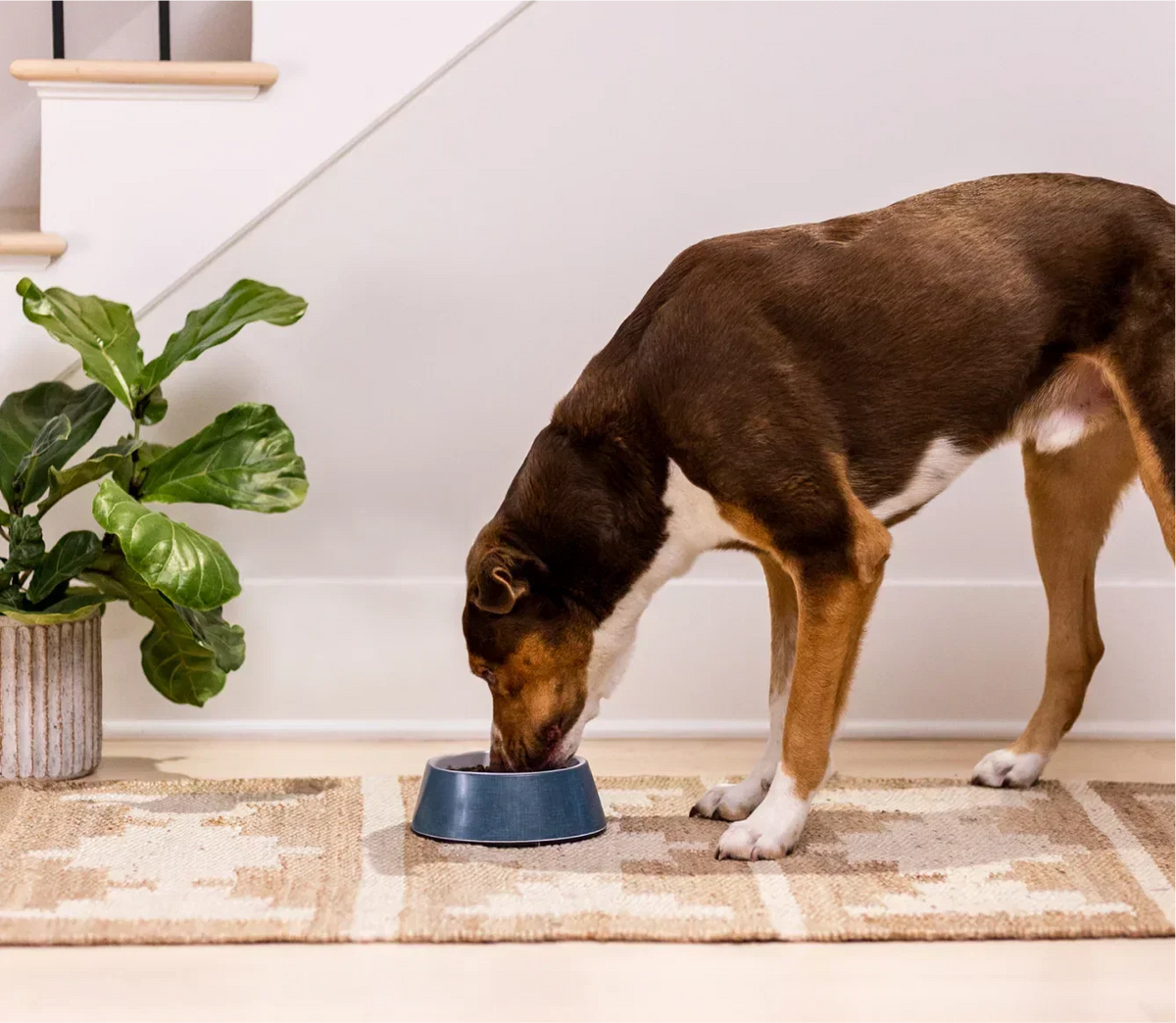New Zealand Venison & Ancient Grains Dog Kibble